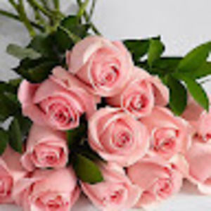 Meet your Posher, Bridgette